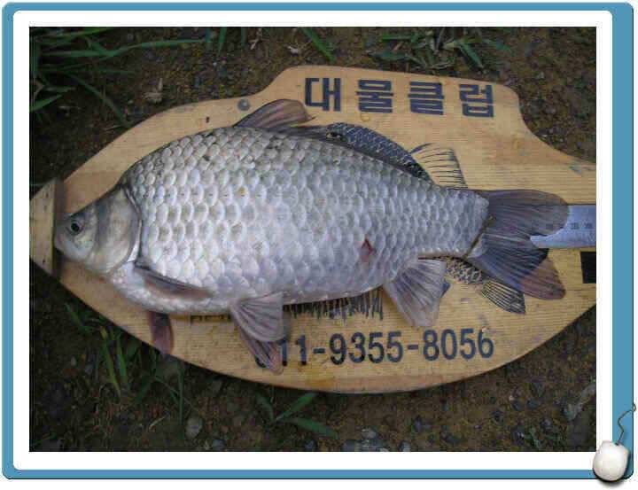 7월마지막주 조황정보입니다 (조황조행기 - 낚시점조황)