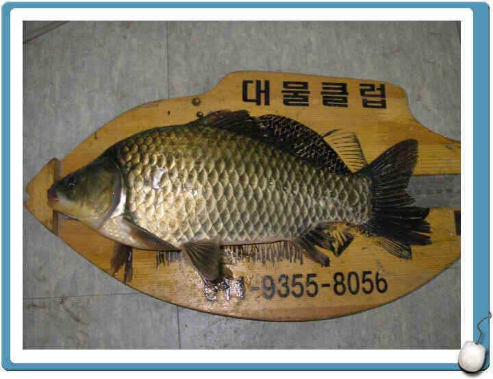 7월마지막주 조황정보입니다 (조황조행기 - 낚시점조황)