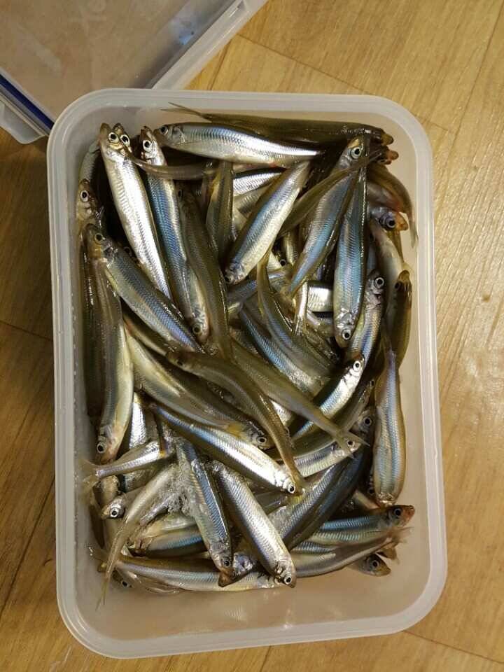 구미 무을지백현지 빙어낚시 잘됩니다 (조황조행기 - 낚시점조황)