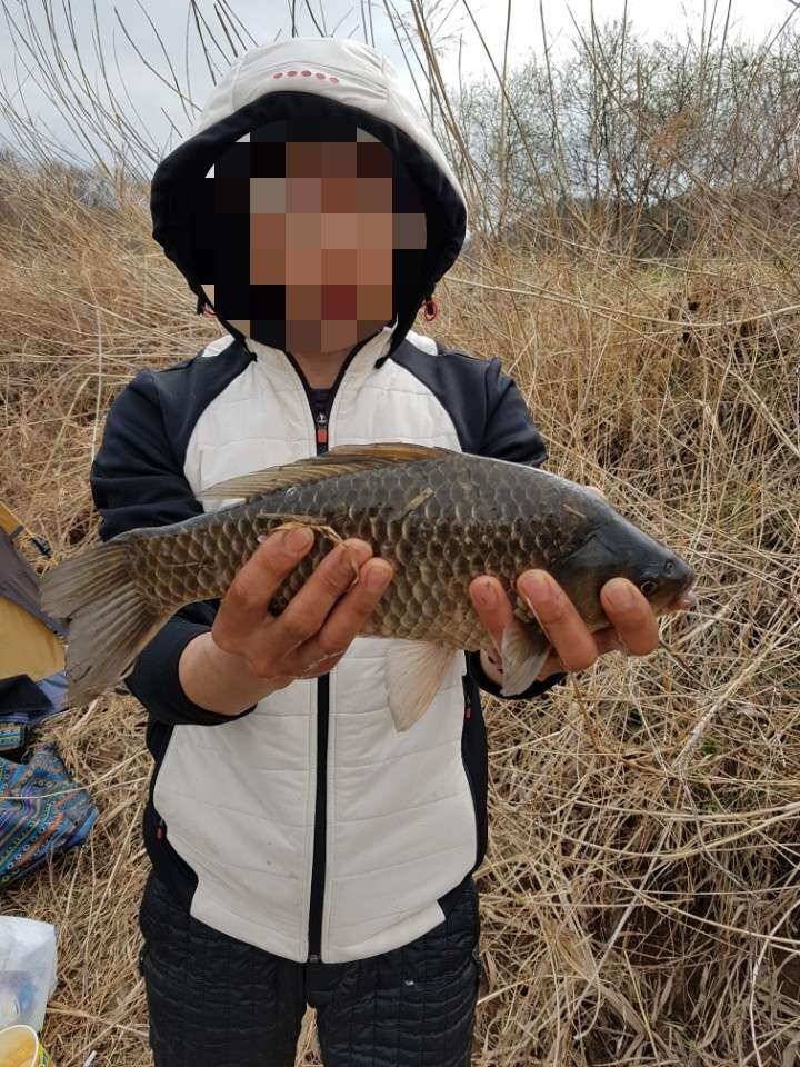 창녕권 붕어 (조황조행기 - 낚시점조황)