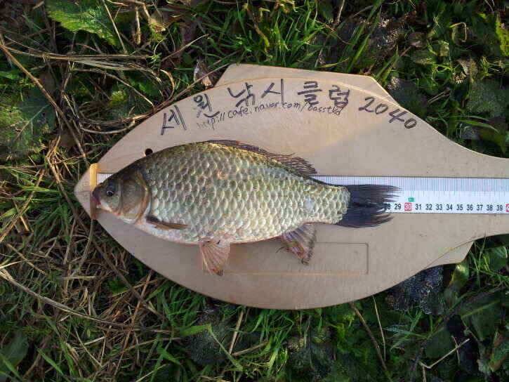 진행중인 수로권 (조황조행기 - 낚시점조황)