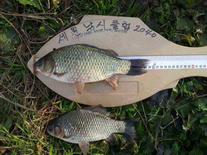 진행중인 수로권 (조황조행기 - 낚시점조황)