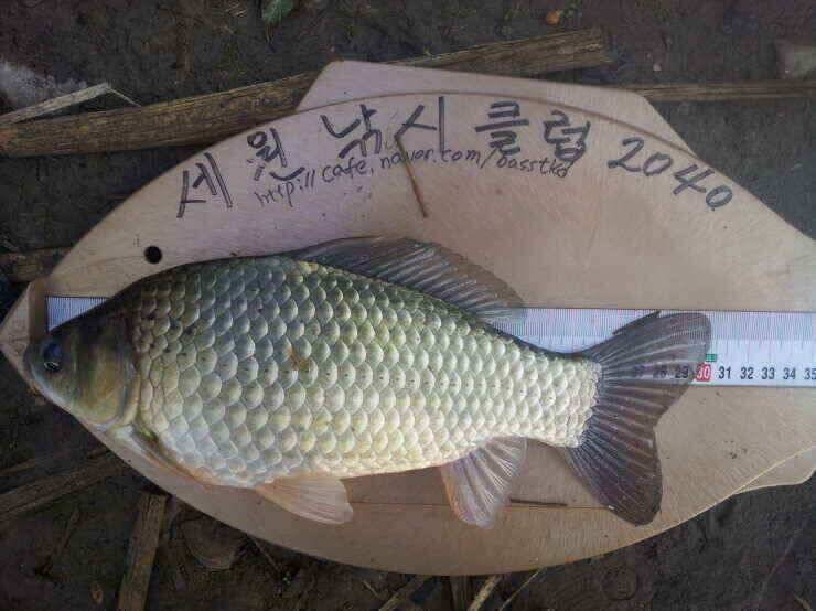 수로 아직도 진행중 (조황조행기 - 낚시점조황)