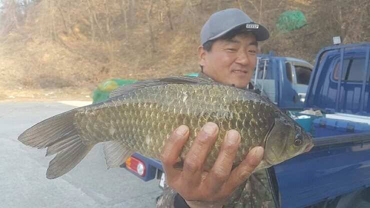2017년 구미권 붕어낚시 첫 조황소식 전합니다 (조황조행기 - 낚시점조황)