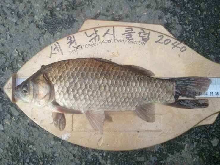 즐거운 출조길 (조황조행기 - 낚시점조황)