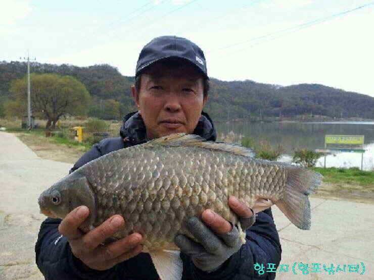 강화권 11월 1주차 주중 조황정보 입니다 (조황조행기 - 낚시점조황)
