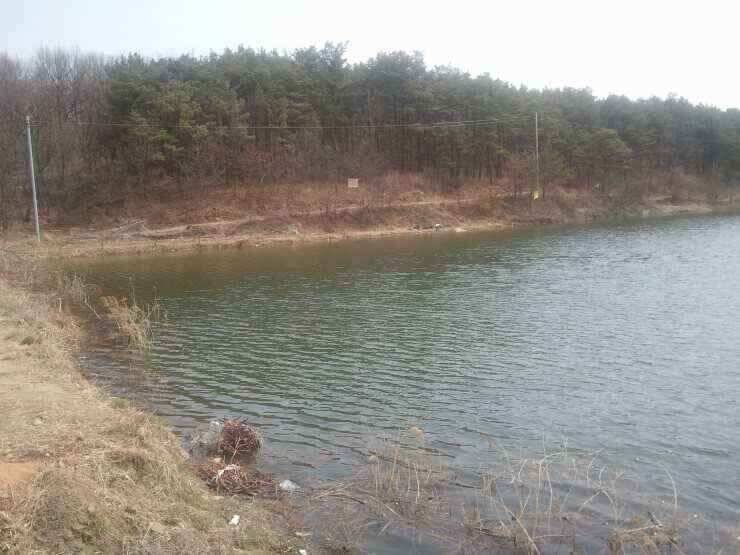 서서히 올라오고 있습니다 (조황조행기 - 낚시점조황)