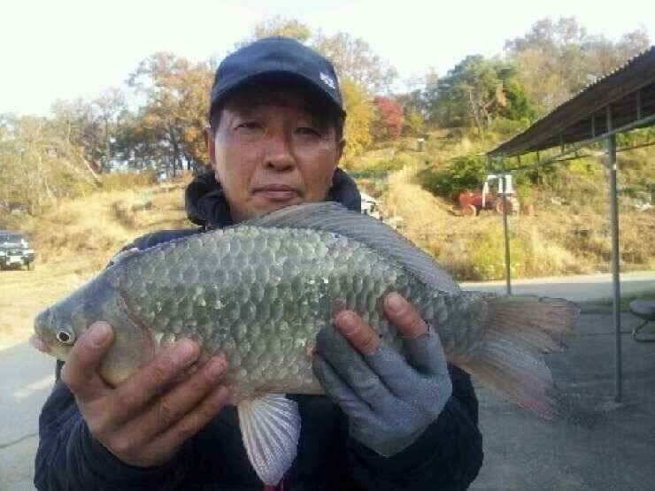 강화권 11월 2주차 조황정보 (조황조행기 - 낚시점조황)