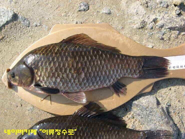 강화권 4주차 주중 주말조황 (조황조행기 - 낚시점조황)