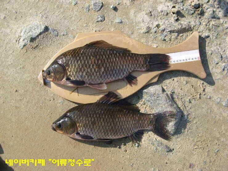 강화권 4주차 주중 주말조황 (조황조행기 - 낚시점조황)