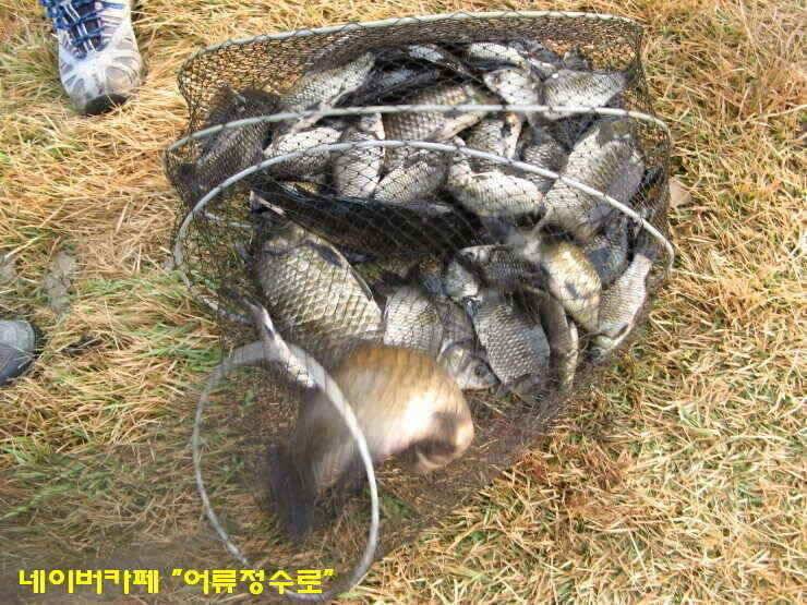 강화권 4주차 주중 주말조황 (조황조행기 - 낚시점조황)