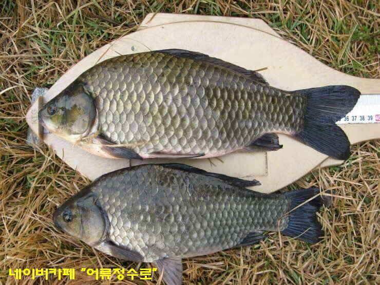 강화권 4주차 주중 주말조황 (조황조행기 - 낚시점조황)