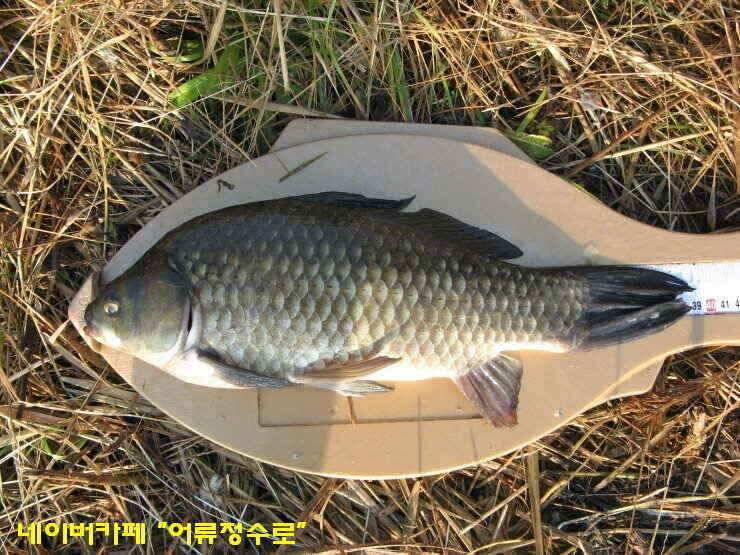 강화권 4주차 주중 주말조황 (조황조행기 - 낚시점조황)