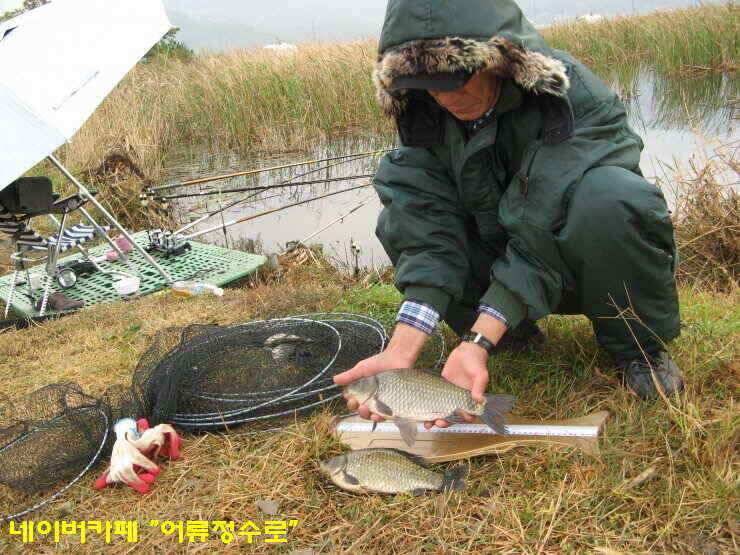 강화권 4주차 주중 주말조황 (조황조행기 - 낚시점조황)