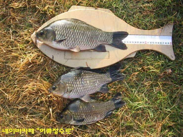 강화권 4주차 주중 주말조황 (조황조행기 - 낚시점조황)