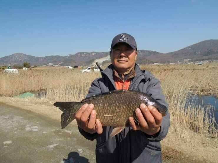 강화권 3월3주주중 조황 (조황조행기 - 낚시점조황)
