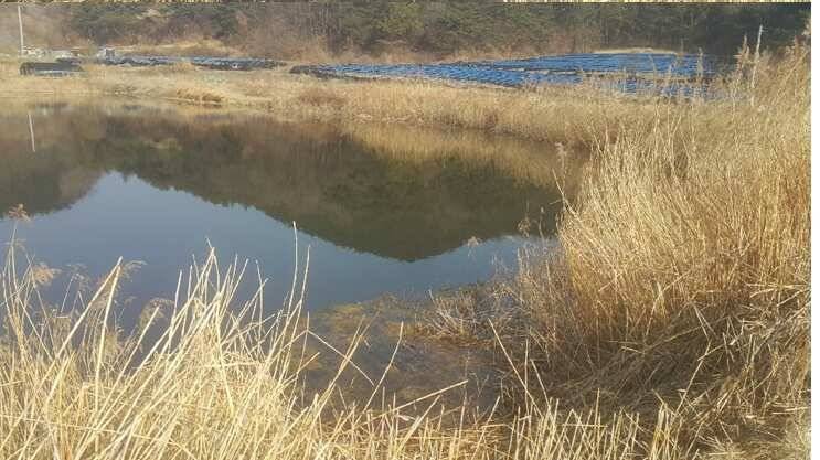 2017년 구미권 붕어낚시 첫 조황소식 전합니다 (조황조행기 - 낚시점조황)