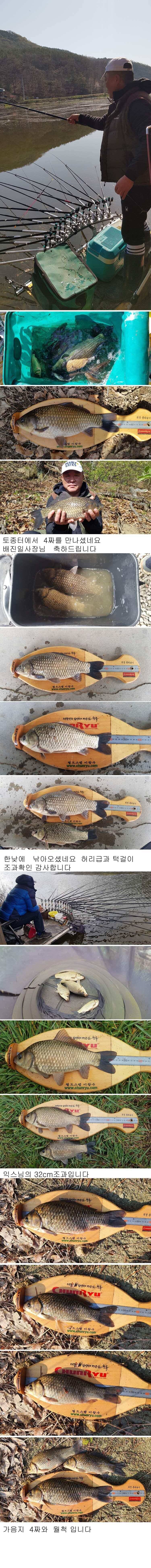 의성권 4짜와 허리급 월척 조황입니다 (조황조행기 - 낚시점조황)