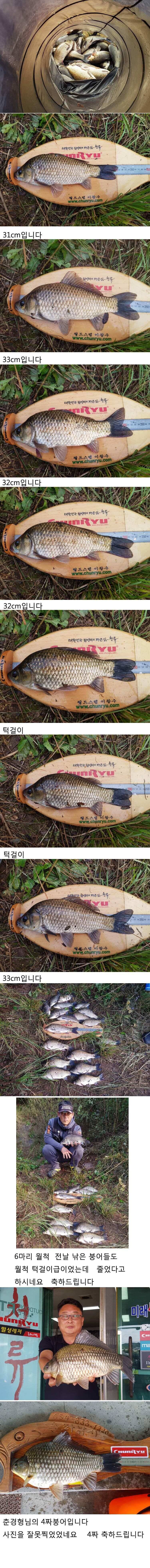 의성권 조황입니다 (조황조행기 - 낚시점조황)