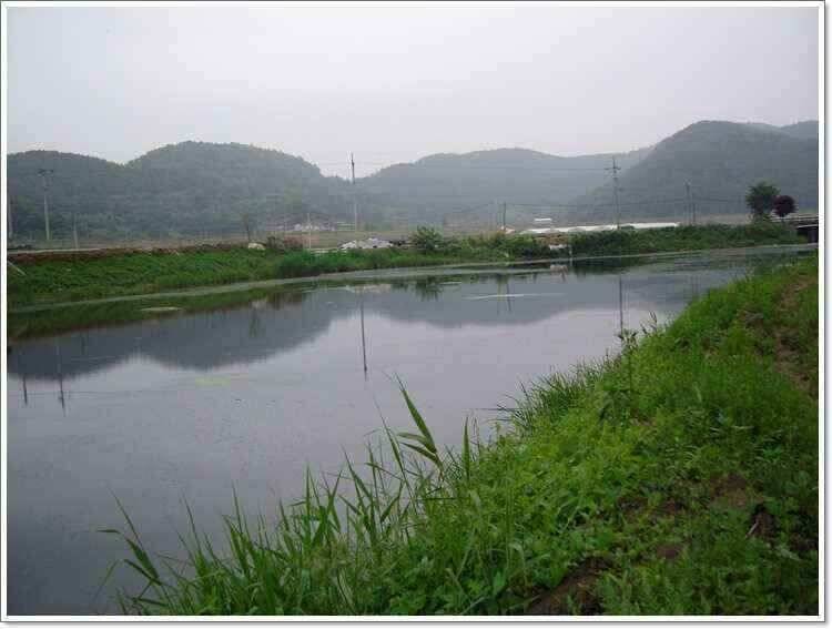 6월 장마시기 (조황조행기 - 낚시점조황)