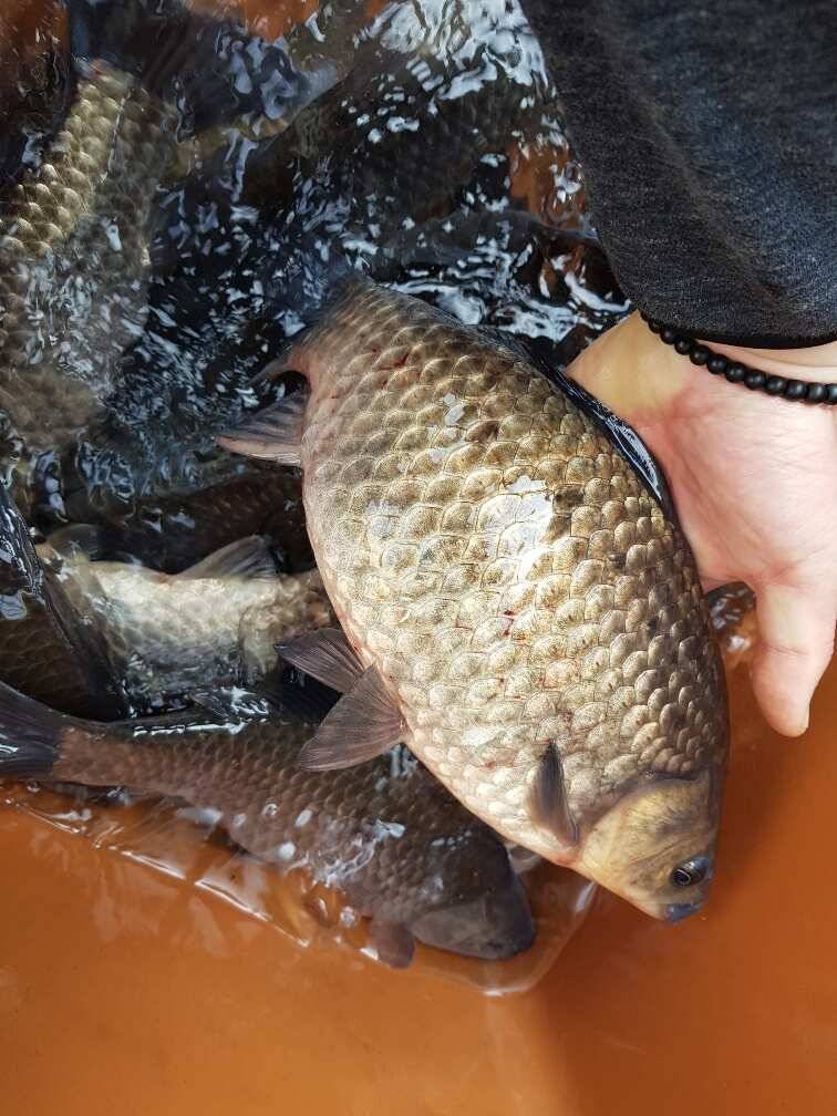 창녕권 조황 살아 나고 있습니다 (조황조행기 - 낚시점조황)