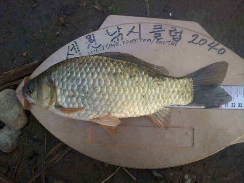 수로 아직도 진행중 (조황조행기 - 낚시점조황)