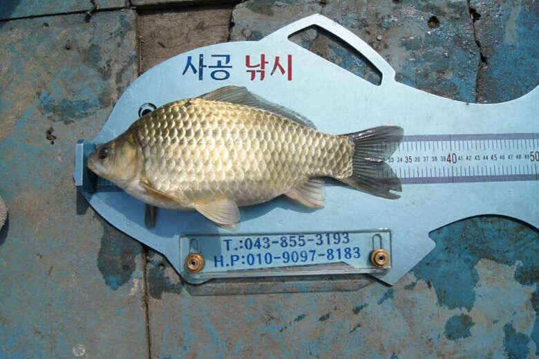병호문골낚시터 대물붕어 노지조황정보 (조황조행기 - 낚시점조황)