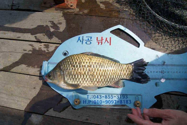 병호문골낚시터 대물붕어 노지조황정보 (조황조행기 - 낚시점조황)