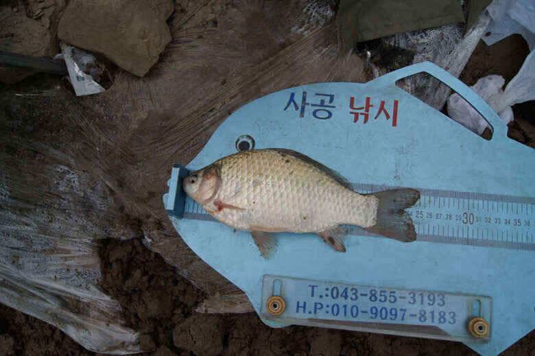 병호문골낚시터 대물붕어 노지조황정보 (조황조행기 - 낚시점조황)