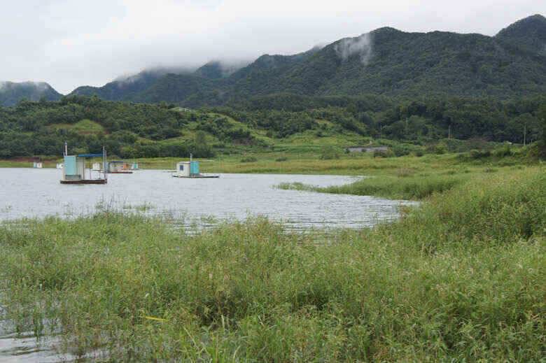 육초대덮는 충주호 내사리권좌대 (조황조행기 - 낚시점조황)