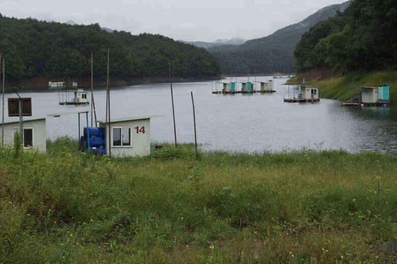 육초대덮는 충주호 내사리권좌대 (조황조행기 - 낚시점조황)
