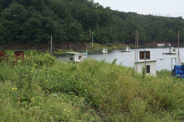 육초대덮는 충주호 내사리권좌대 (조황조행기 - 낚시점조황)