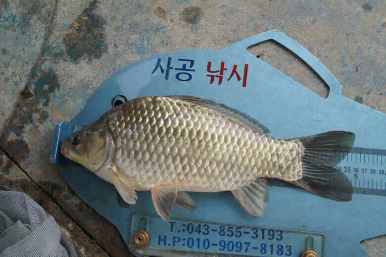 제일낚시 대물붕어와 노지대물들 (조황조행기 - 낚시점조황)