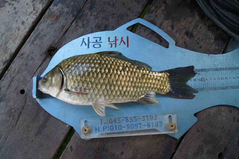 충주호덕곡낚시터 대물붕어소식 (조황조행기 - 낚시점조황)