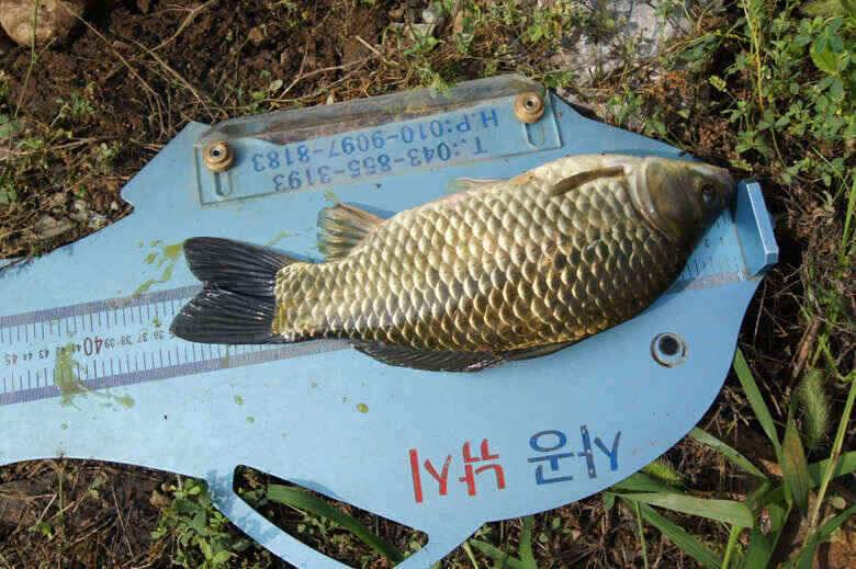 제일낚시 대물붕어와 노지대물들 (조황조행기 - 낚시점조황)