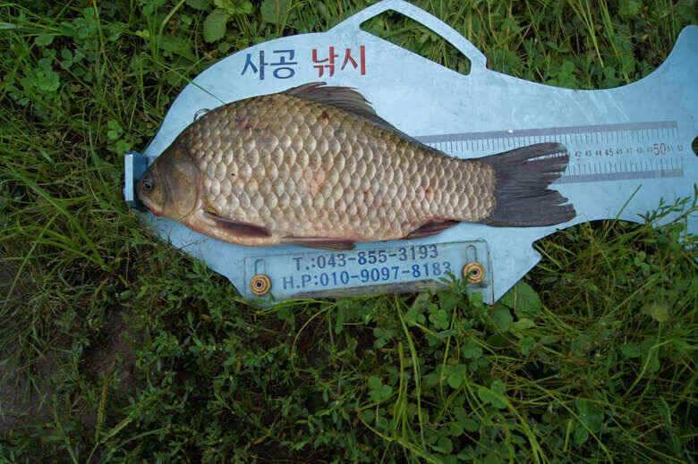 윤낚시415 제일월척 덕곡월척마릿수 (조황조행기 - 낚시점조황)