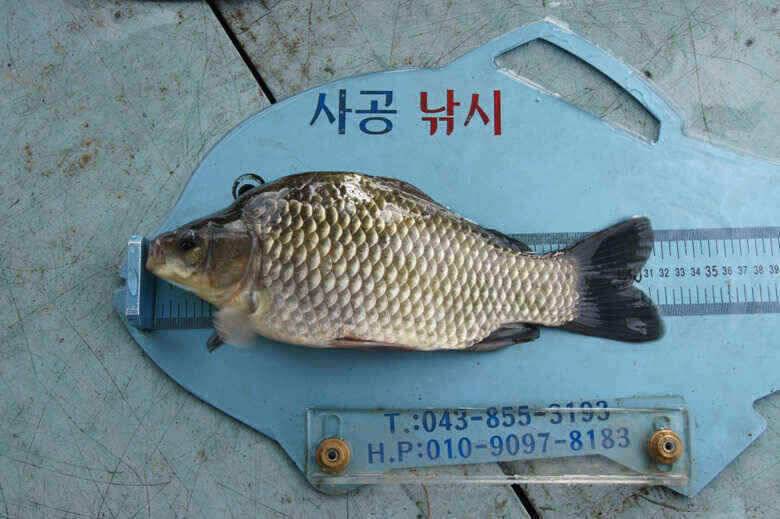 윤낚시415 제일월척 덕곡월척마릿수 (조황조행기 - 낚시점조황)