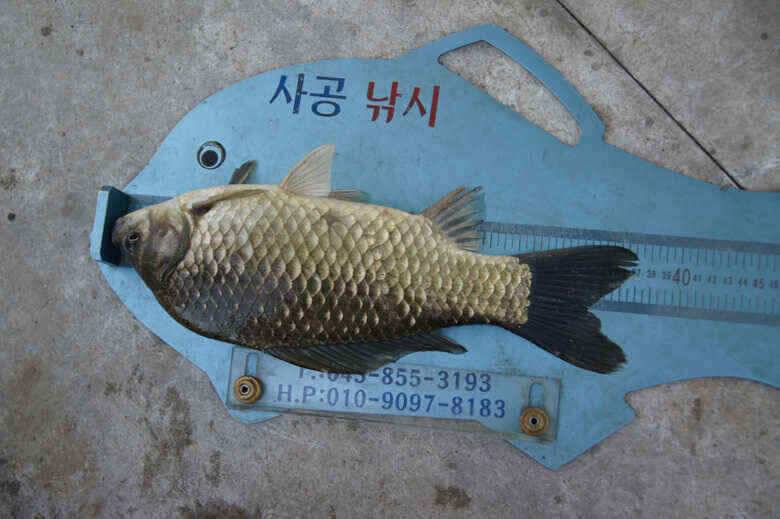늘푸른낚시터 대물붕어와 충주호이모저모 (조황조행기 - 낚시점조황)