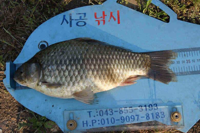 늘푸른 장임식 월척붕어와 장어 (조황조행기 - 낚시점조황)