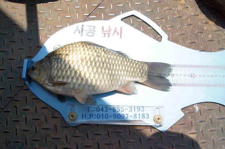 저수위속에 김기호낚시터35 대물붕어보기 (조황조행기 - 낚시점조황)