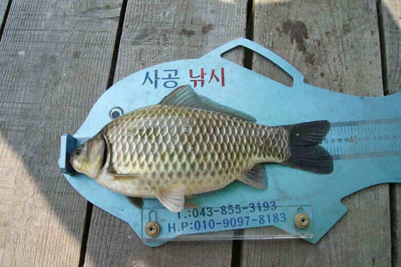 늘푸른 장임식 월척붕어와 장어 (조황조행기 - 낚시점조황)
