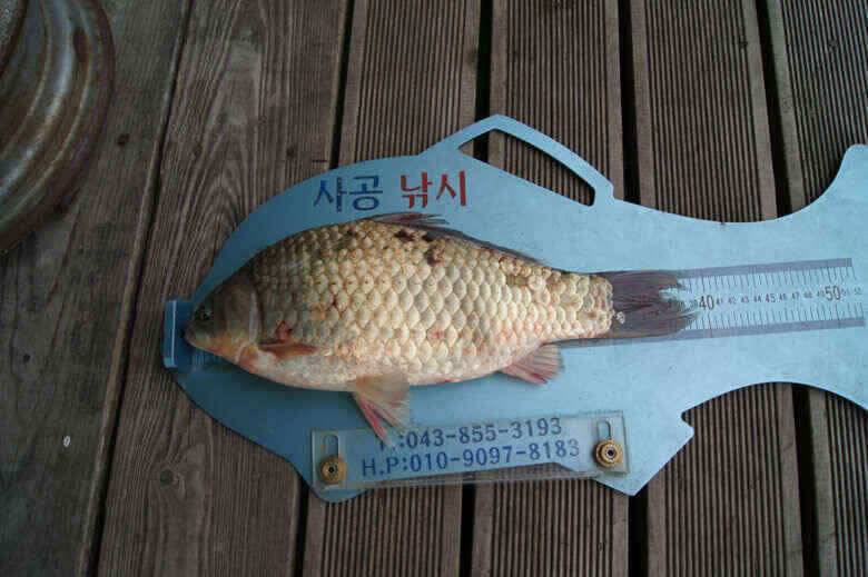 395 대물붕어 이곳은호조황 (조황조행기 - 낚시점조황)