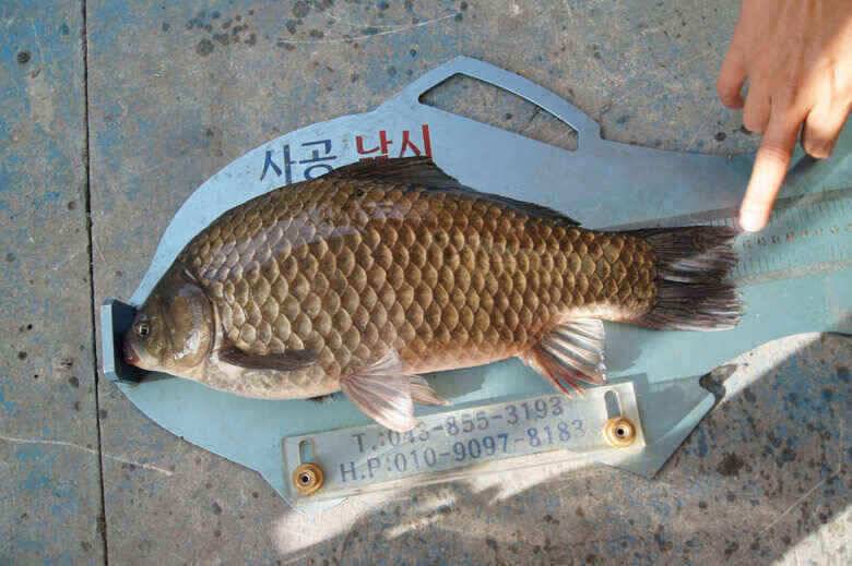 42대물붕어 제일낚시조황정보 (조황조행기 - 낚시점조황)