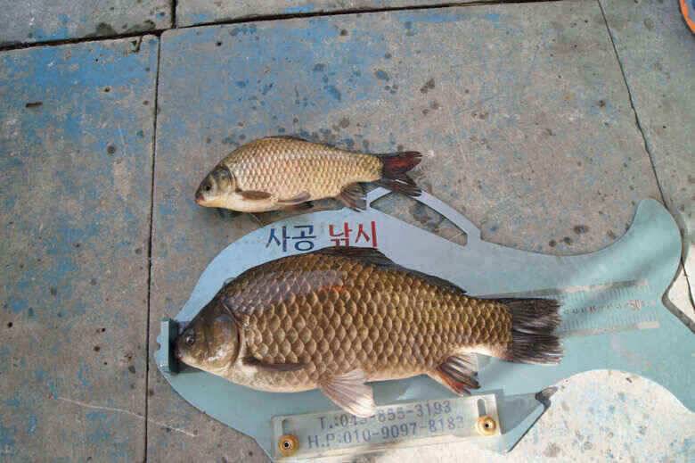 42대물붕어 제일낚시조황정보 (조황조행기 - 낚시점조황)