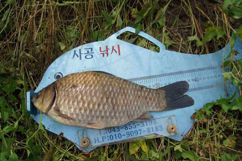 충주호노지대물붕어 (조황조행기 - 낚시점조황)