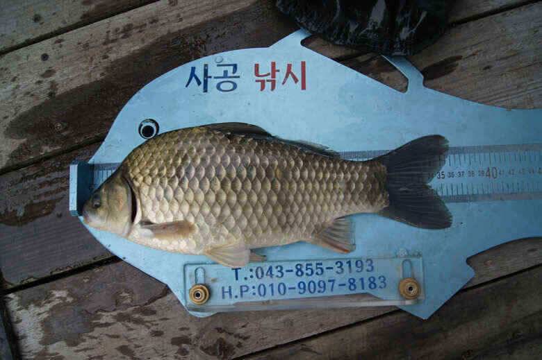 365 충주호대물붕어 구경하세요 (조황조행기 - 낚시점조황)