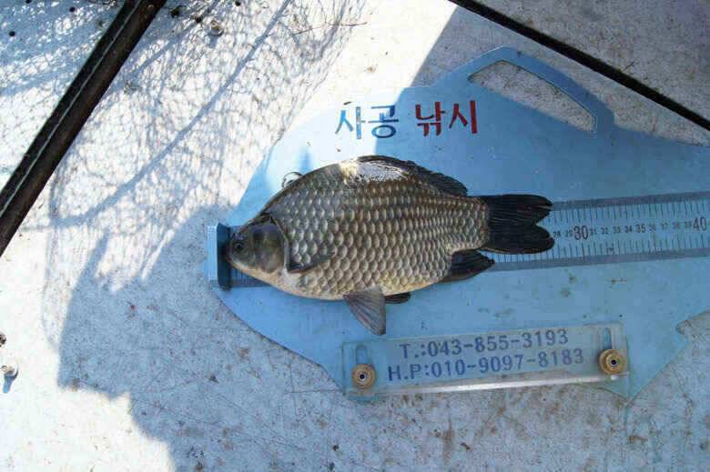 제일낚시휴일조황정보 (조황조행기 - 낚시점조황)