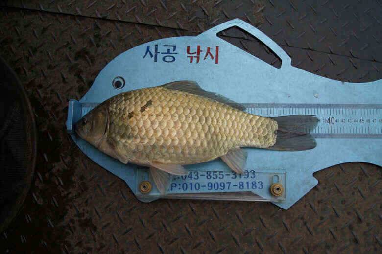 황금갑옷의 385 대물붕어 김기호낚시터 (조황조행기 - 낚시점조황)