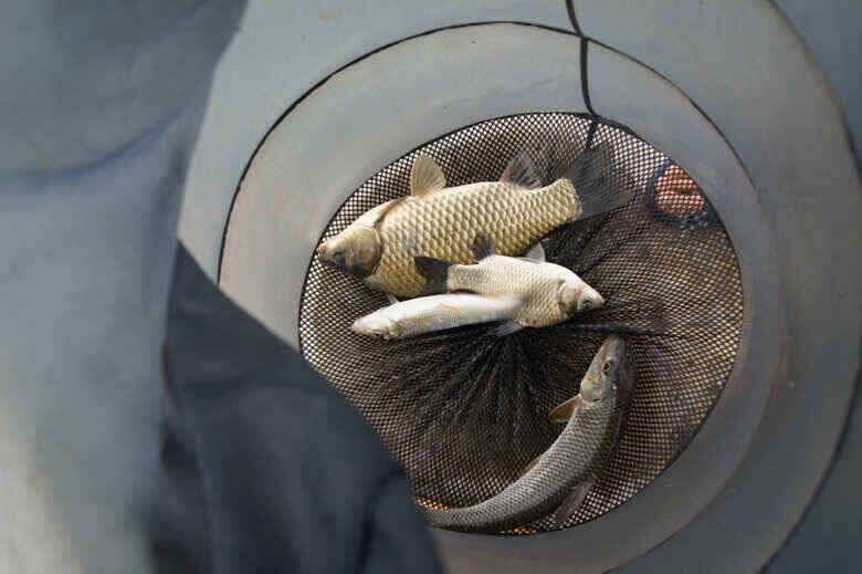 제일낚시 대물붕어는 쭉이어진다 (조황조행기 - 낚시점조황)