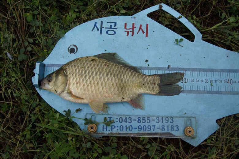 395 대물붕어와 노지포인트 많이 나옵니다 (조황조행기 - 낚시점조황)
